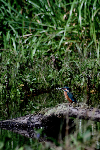 Kingfisher
