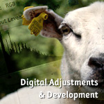 Digital Adjustments & Development in Photography