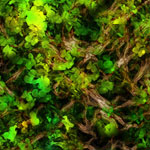 Forest Floor Photoshop Tutorial