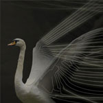 Swan Bride Tutorial Swan Bride Tutorial