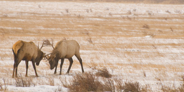 Learning the movements of the elk allowed me to capture this shot of sparring.