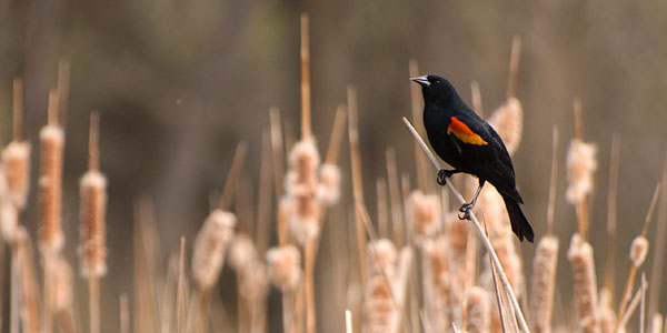 Red-winged blackbirds are a good subject with which to practice.