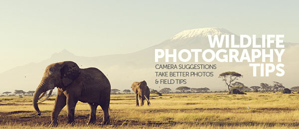 Wildlife Photography Tips: Take Better Wildlife Photos Wildlife Photography Tips: Take Better Wildlife Photos